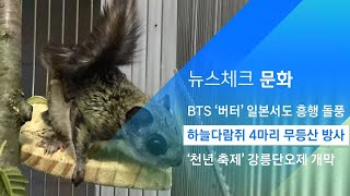 천연기념물 하늘다람쥐 4마리 '무등산 방사' / JTBC 아침&