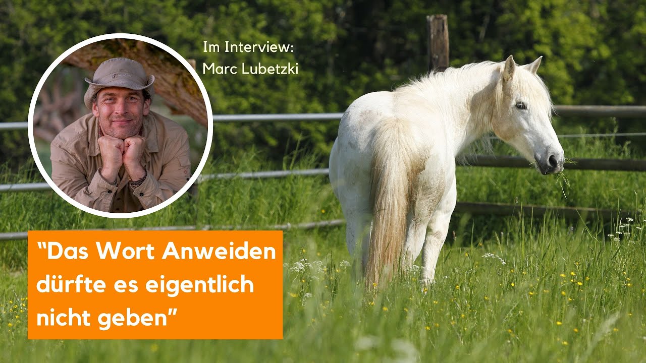 Anweiden – von Wildpferden lernen. Tierfilmer Marc Lubetzki im Interview.
