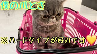 【猫爪とぎ】ダンボールで爪とぎ？いや違うよ！◯◯で爪とぎする猫‼︎