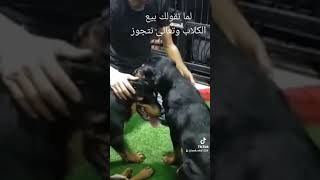 لما تقولك بيع الكلاب وتعالى نتجوز #الروت_وايلر #rottweiler #dog #استفسار #أسئلة #طاعه #اوامر #الروت