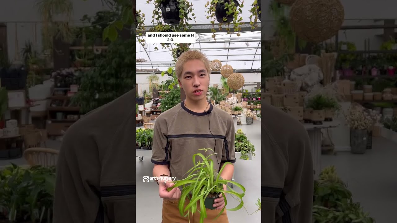 House Plant Watering And Fertilizing