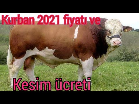 Video: Noel için 8 Maliyet Kesme İpuçları