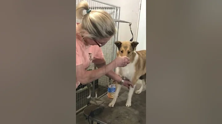 Collie Club of America Summer School 2022.  Mani/P...