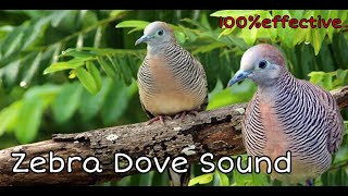 HUNI NG BATO BATO PARA MANG AKIT|| ZEBRA DOVE SOUNDS#birdsounds