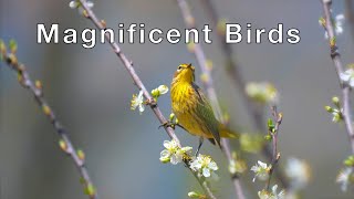 Magnificent World of Birds, Relaxing Music, Birds Singing, Bird Watching screenshot 5