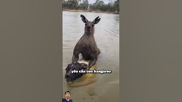 Kangaroo chiến như thế nào? #khampha #shorts