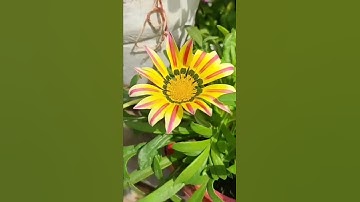سورة القدر /انا انزلناه في ليلة القدر /تلاوة خاشعة جميلة مع منظر ورد طبيعي /حالات واتس اب قصيرة