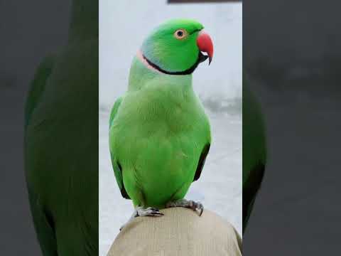 Meao Meto Taking Parrot Bird Shortvideo Shorts