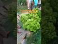 आज का केले का रेट ₹500 रुपया कुंटल बिका हुआ हैं #viralvideo #banana #trandingshort #real #video #...