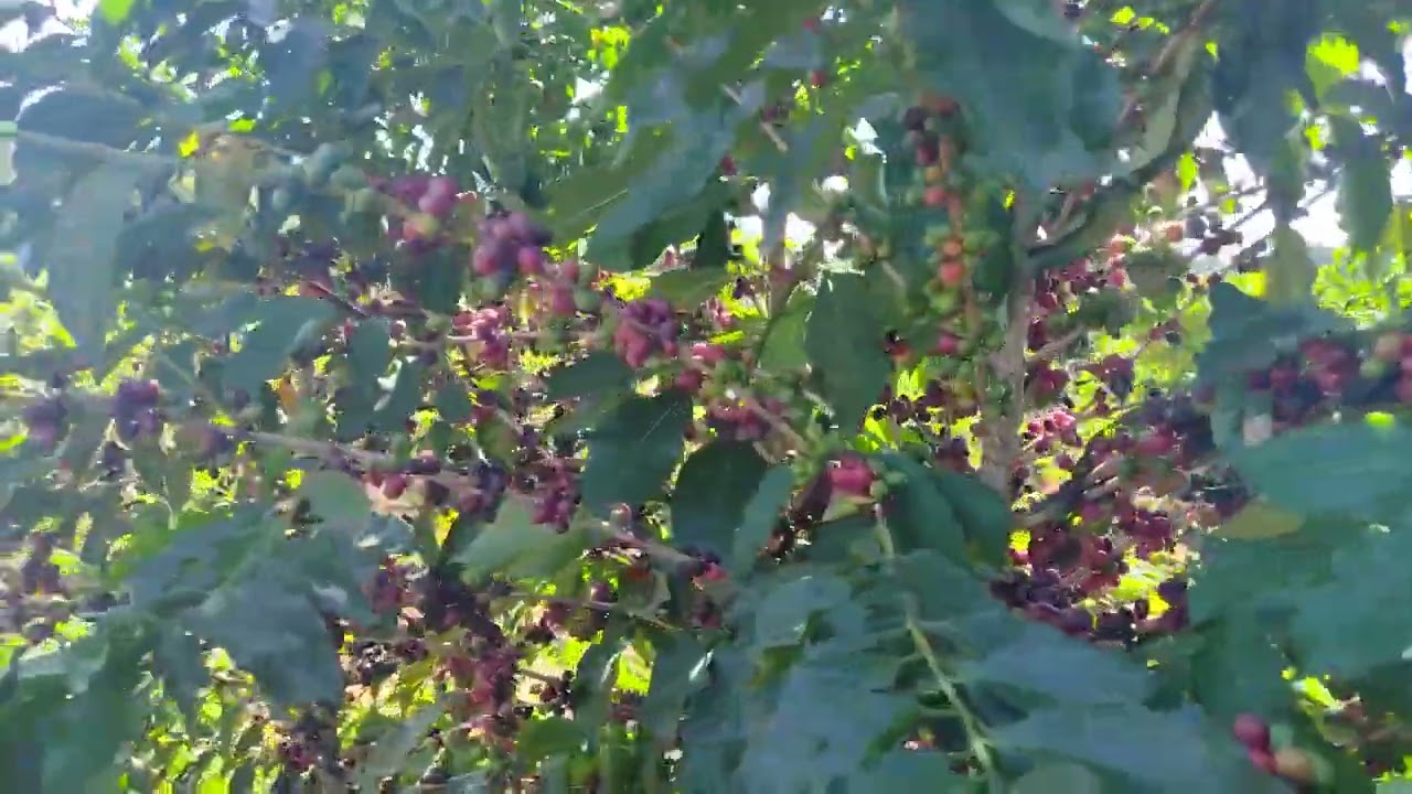 R$165.000 - CHÁCARA EM JAPIRA PR (ESCRITURADA)