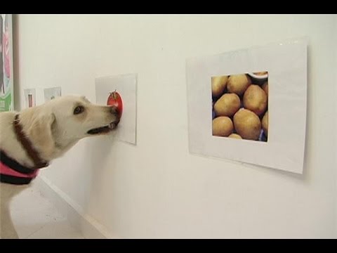 dieta cetosisgenica para perros con cancer dieta cetosisgenica para perros con cancer