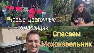 Спасаем можжевельник, и не только!!! Кери  поехала в зеленстрой..Новые цветы 💐