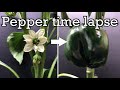 Growing peppers time lapse  flower to fruit in 60 days