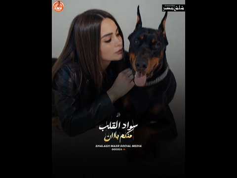عاشرت كلاب طمر فيهم