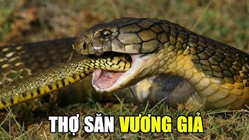 Rắn Hổ Mang Chúa | Khám Phá Thế Giới Hoang Dã