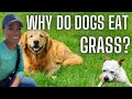 Why do dogs eat grass  top 4 questions  south atlanta paws
