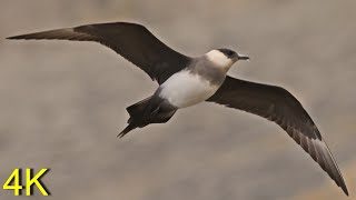 Schmarotzerraubmöwe auf Spitzbergen  -- Artic Skua on Svalbard