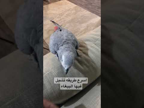 اسرع طريقه تشيل فيها الببغاء على يدك كاسكو