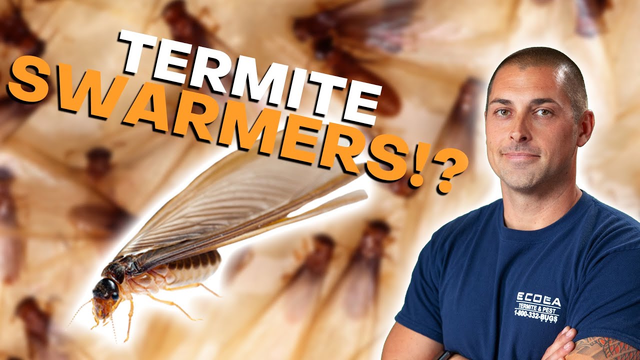 What Are Termite Swarmers?