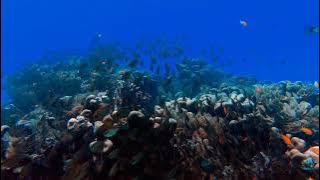 natural beauty of fish / naturial beauty of animals/natural beauty of the world.