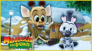 Un divertido día nevado | DreamWorks Madagascar en Español Latino