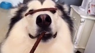 Best Cat & Dog Vines Compilation | Top Funny Pets May 2016