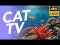 CAT TV - Deep Diving Adventure for Cats - Underwater Swimming 🐠📺