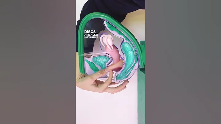 How menstrual discs work in your body #shorts - DayDayNews