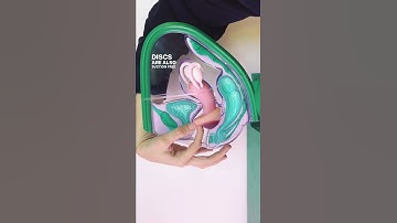 Thumbnail of How menstrual discs work in your body #shorts
