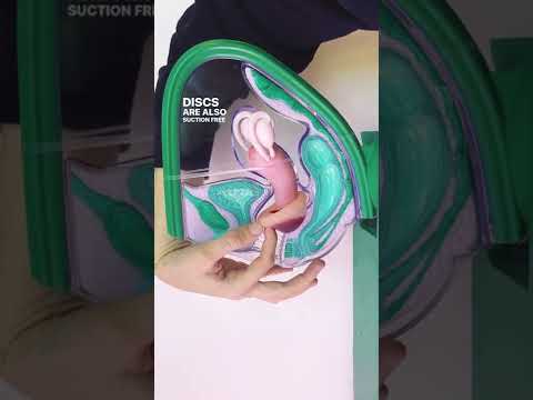 Wideo: Jak działa system Endomembrane?