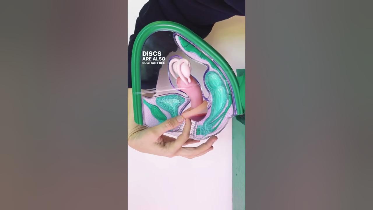 How menstrual discs work in your body #shorts