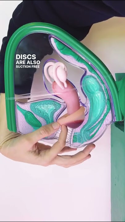 How menstrual discs work in your body #shorts