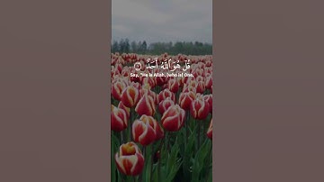 تلاوة خاشعة لسورة الإخلاص مكتوبة | الشيخ الحصري Al-Hosary