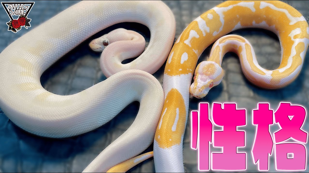 Ball Python] Different morphs have different personalities! Is it