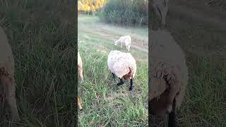 овцы породы Катум на вечернем выпасе