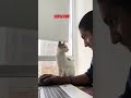 guess what the cat thinks after looking to his face 😄 #catlaughs #catperson #catshorts #animals#cat
