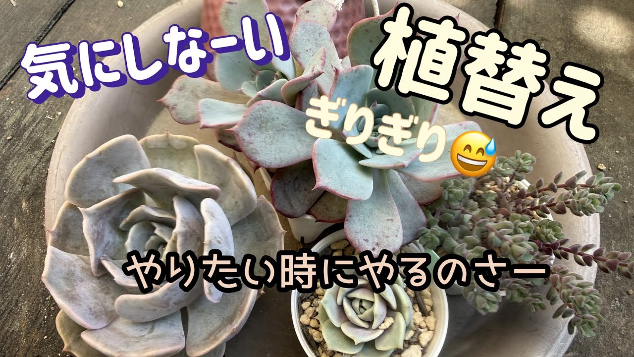 多肉植物】もうすぐ梅雨ですが気になってしまったコ達を植替え！ - YouTube