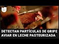 Detectan partículas de gripe aviar en una de cada cinco muestras de leche pasteurizada