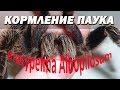 Увлажнение субстрата и кормление Brachypelma Albopilosum.