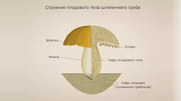 Отдел Базидомикота