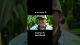 How Farmers Prevent Corn Earworms From Destroying Their Crop