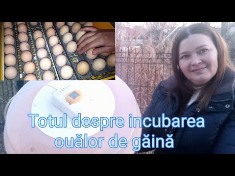 Video: 3 moduri de a ecloza ouăle de pui