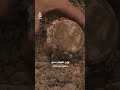 نظام "الري بالتنقيط" ابتكار يعود للعالم الأندلسي ابن العوام