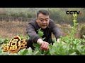 《致富经》巧种蔬菜 变换销路有玄机 20200415 | CCTV农业