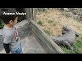 Faruk Yalçın Zoo Hayvanat Bahçesi Selim Anamur