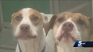 Another Oklahoma animal shelter on quarantine shut down after dogs show signs of flu