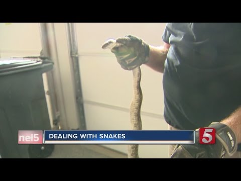 Snakes Shelter In Middle TN Homes