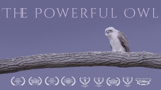 The Powerful Owl    Australian Owl Documentary