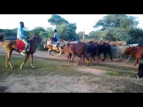 المسار الرحيل عز العرب