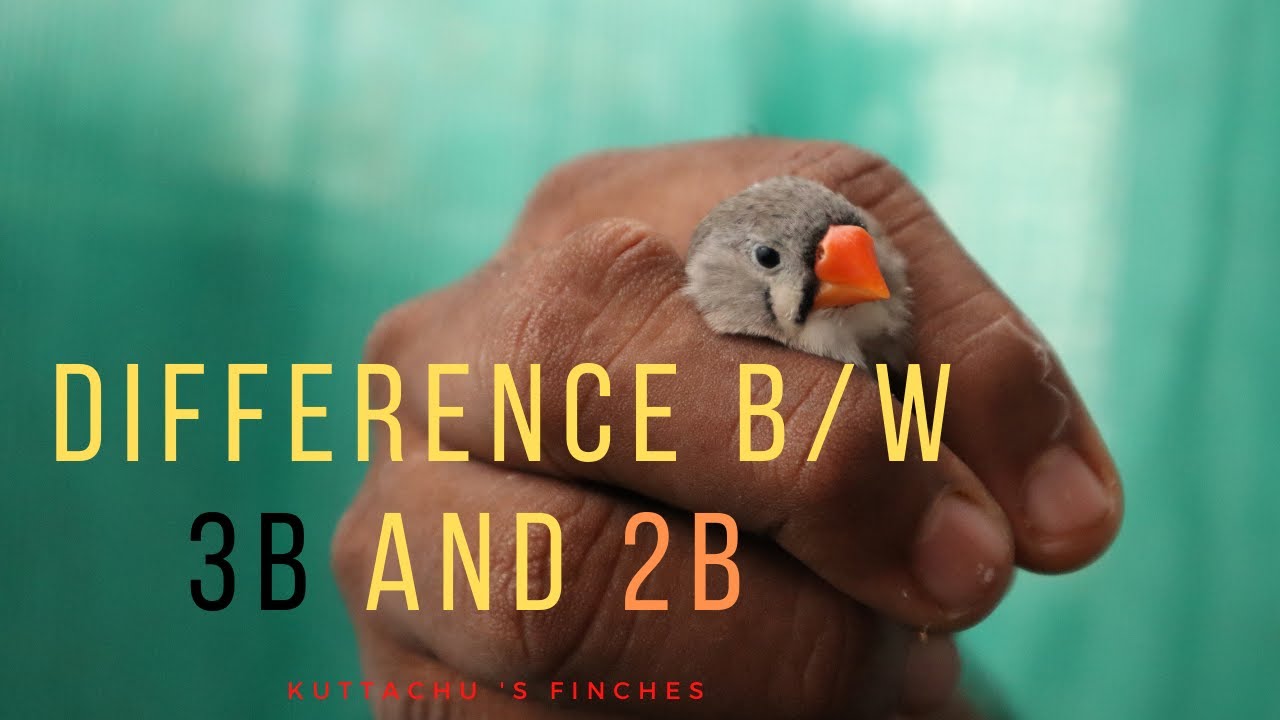 Don 't get cheated , difference between 2b and 3b finches - YouTube